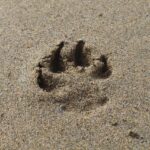 sand, footprint, pawprint, beach, pawprint, pawprint, pawprint, pawprint, pawprint